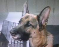 Rin Tin Tin / Rudolf von Holstein III in Katts and Dog.