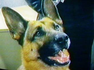 Rin Tin Tin is a K-9 Cop! Katts and Dog, the great Canadian action-family series. 