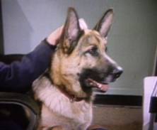 Rin Tin Tin / Rudolf von Holstein III in Katts and Dog.