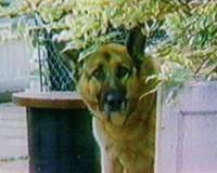 Jesse Collins as Hank Katts in Katts and Dog / Rin Tin Tin K-9 Cop.