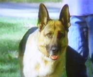 Rin Tin Tin / Rudolf von Holstein III in Katts and Dog.