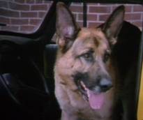 Rin Tin Tin / Rudolf von Holstein III in Katts and Dog.